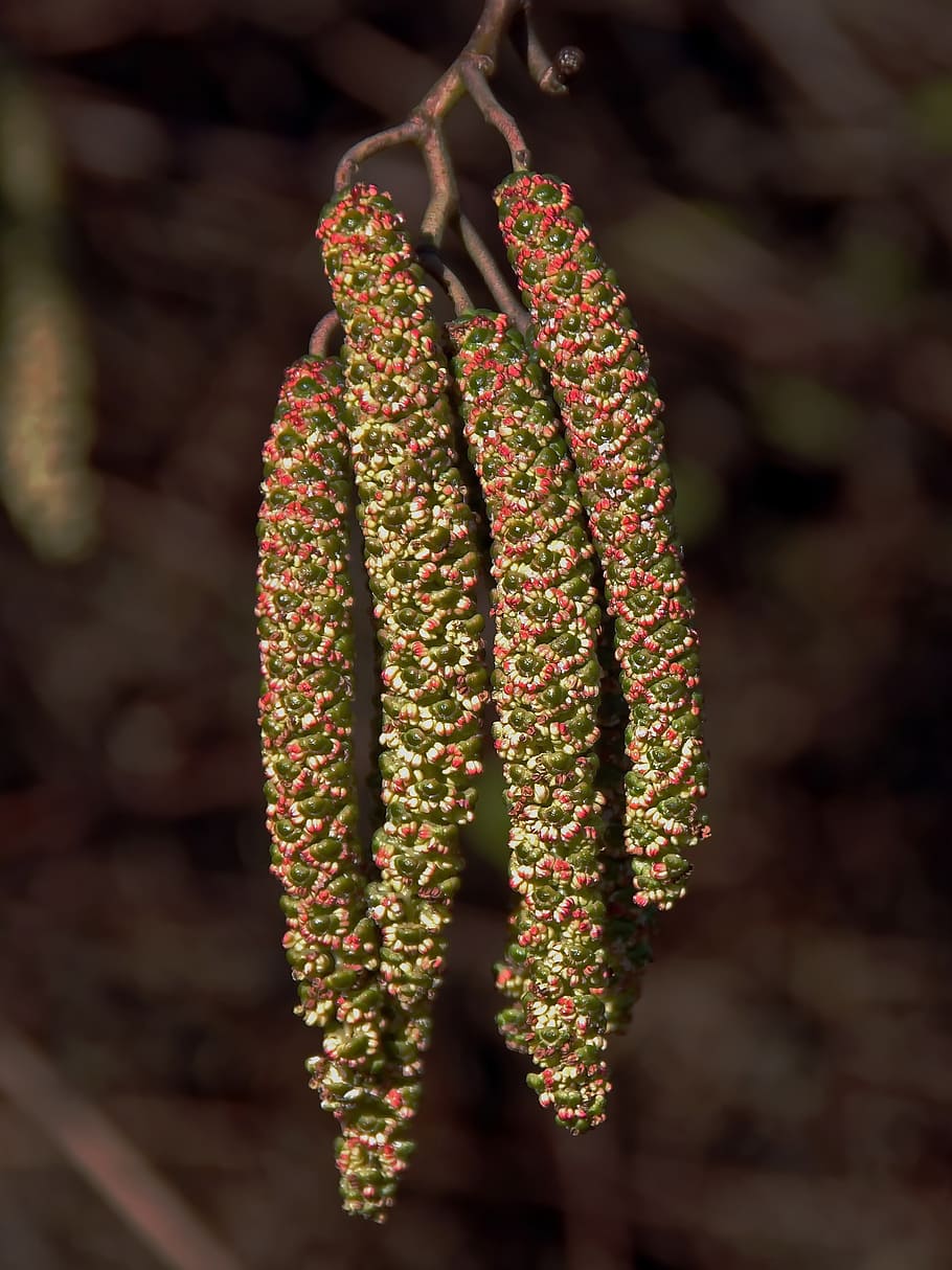 kittens, alder, spring, pollen, flowering, nature, macro, close-up HD wallpaper