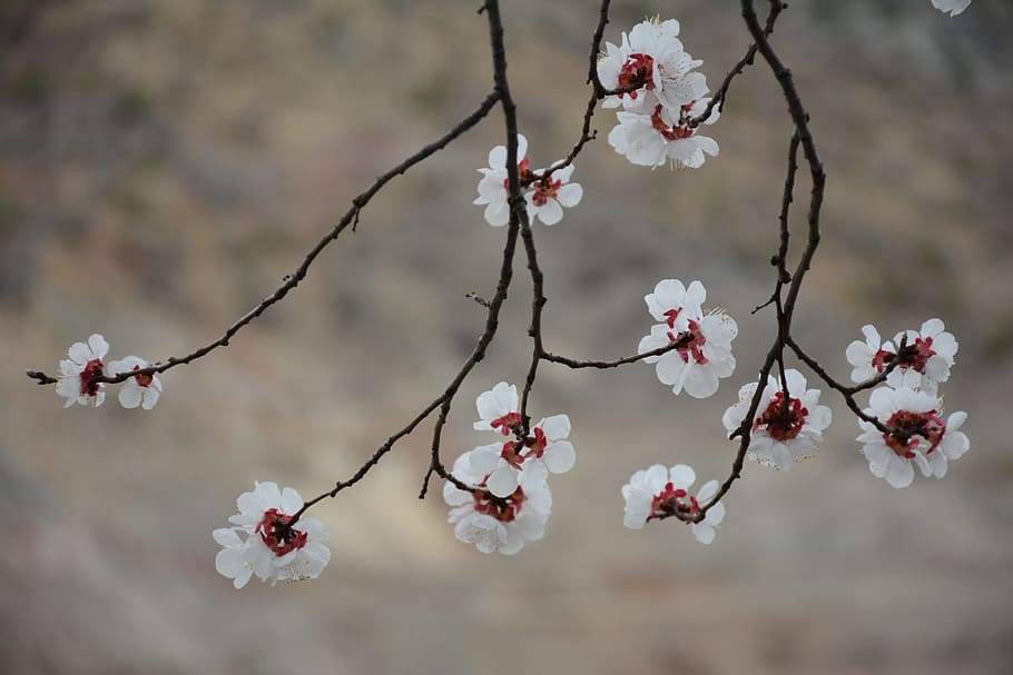Spring, White, White, Flower, Flower, Garden, Doga, beautiful HD wallpaper