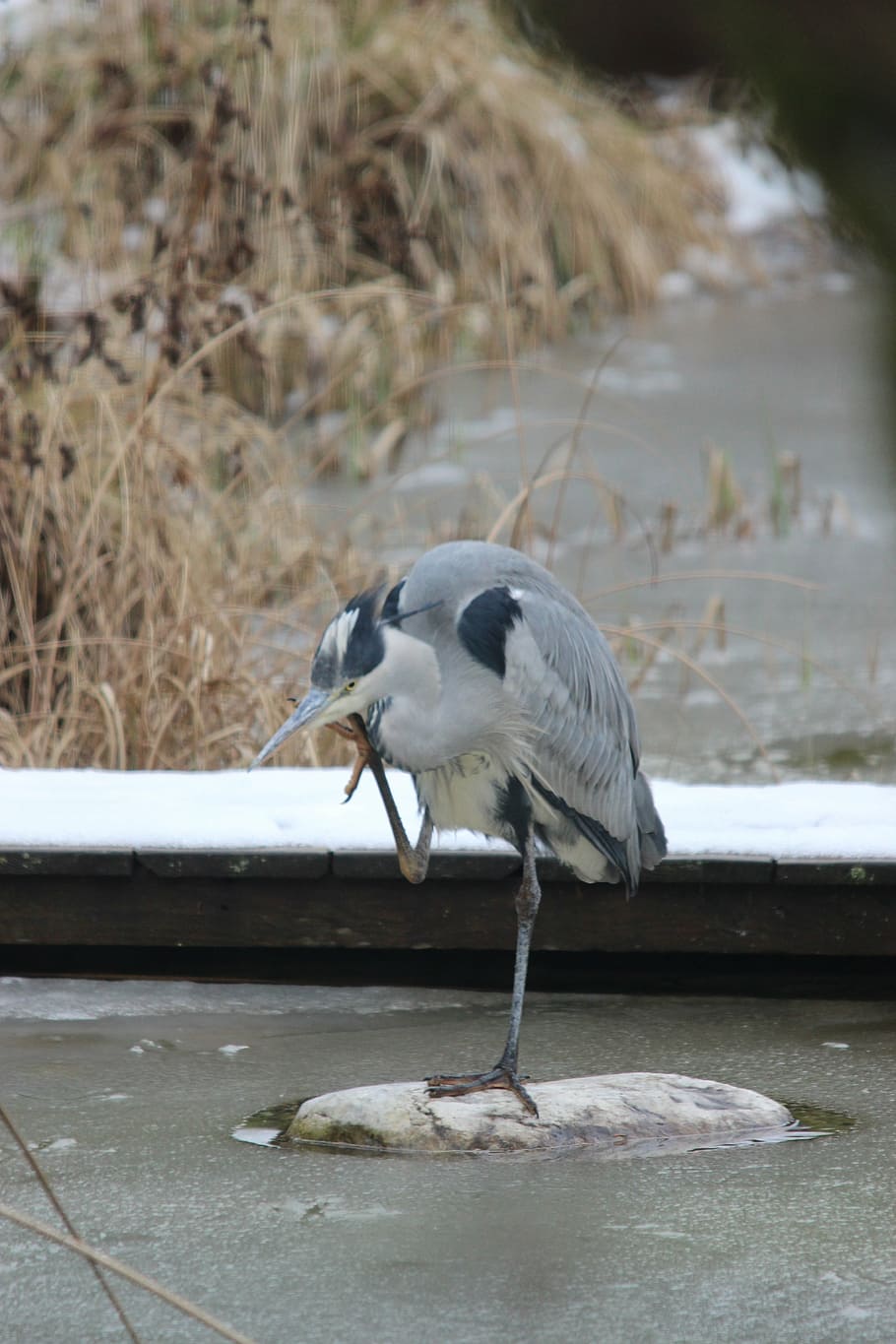 grey heron, bird, eastern, plumage, water, animal, creature HD wallpaper