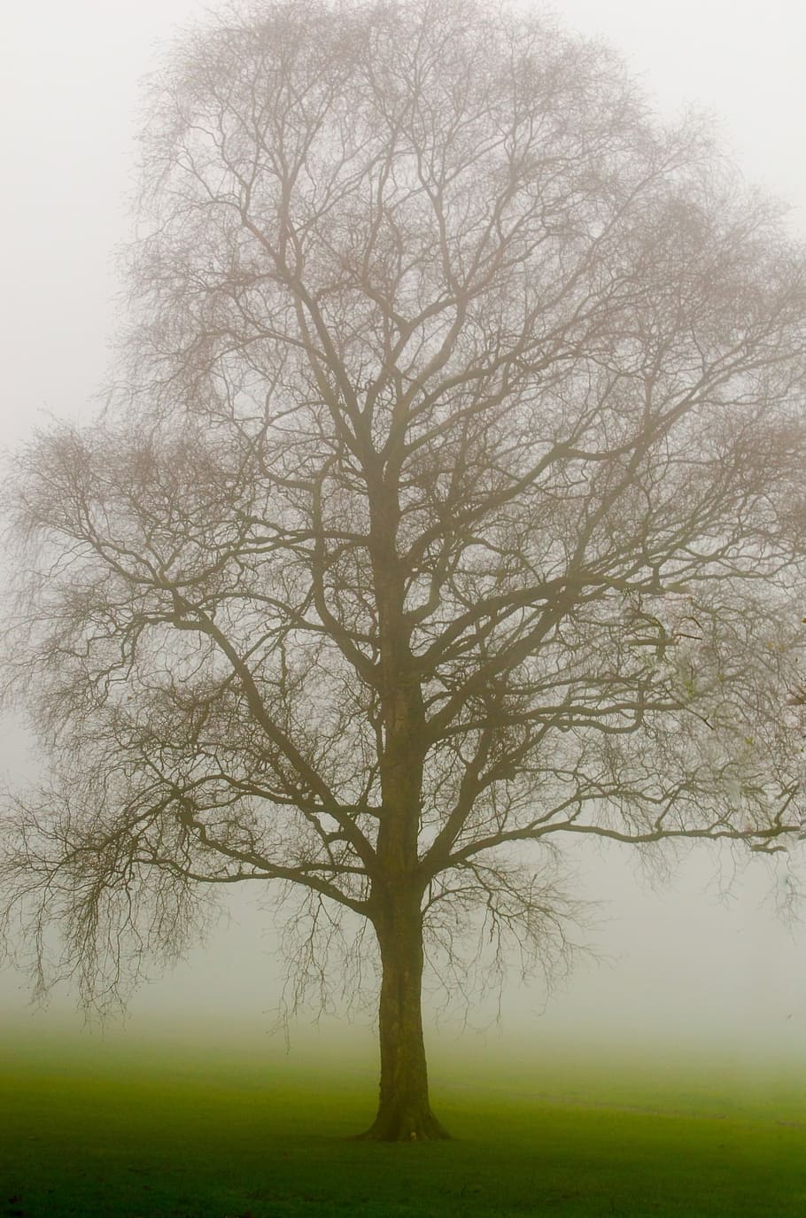 brown tree trunk painting, trees, fog, weather, seasons, autumn HD wallpaper