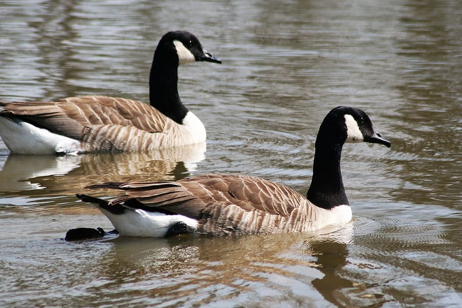 geese, bird, water, animal wildlife, animal themes, animals in the wild HD wallpaper