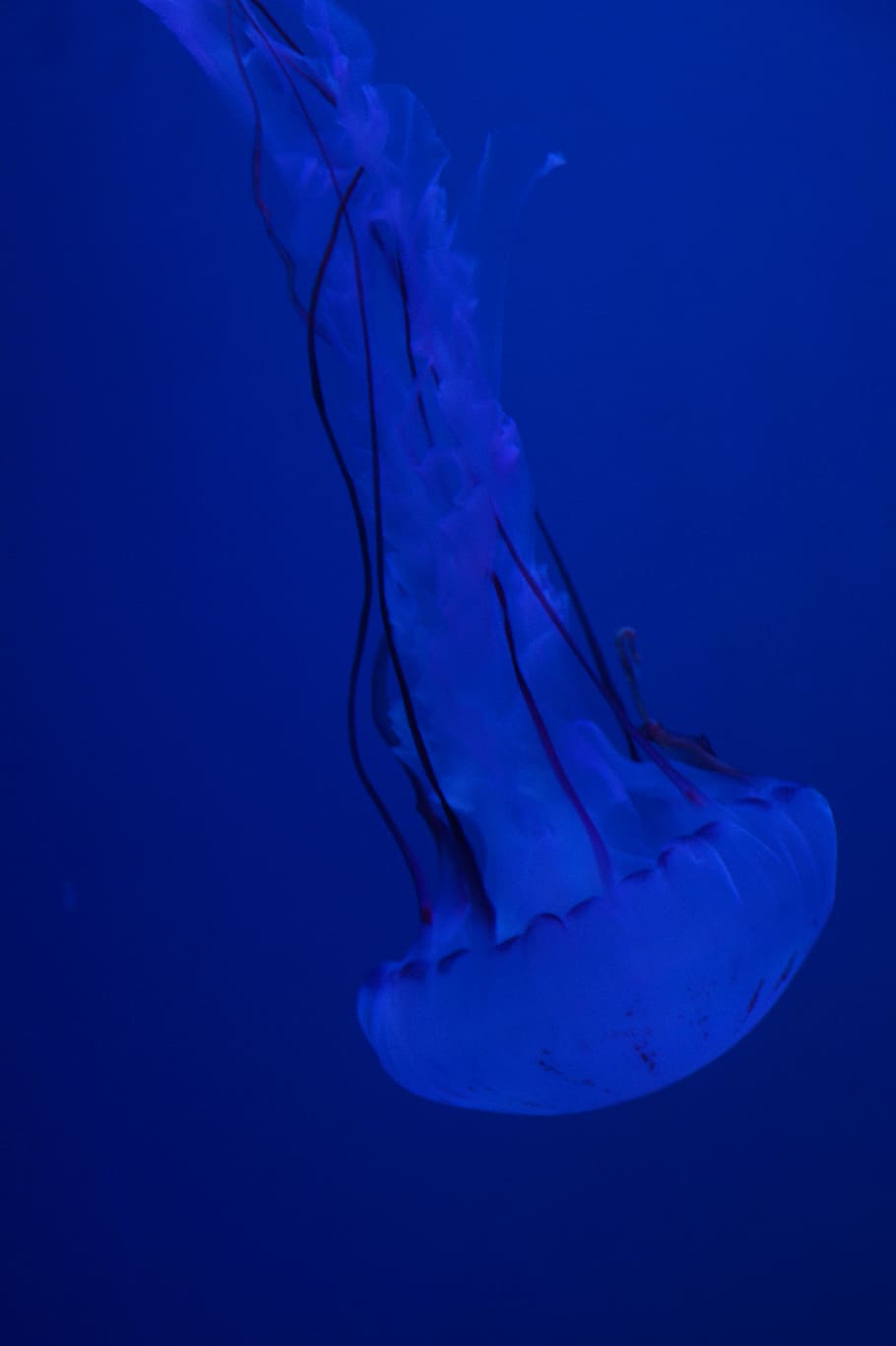 jellyfish, mollusk, fluorescent, aquarium, water, aquatic animal, HD wallpaper