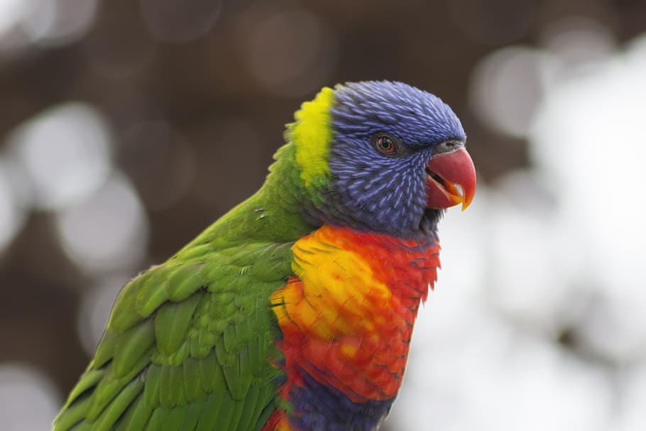 selective focus photo of rainbow lorikeet, bird, parrot, feather HD wallpaper