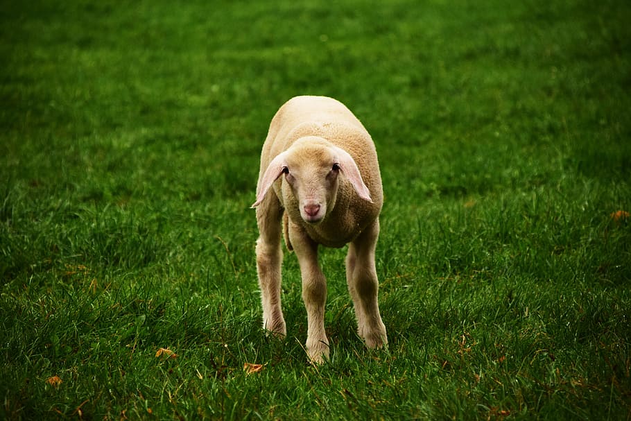 Lamb, Sheep, Meadow, Easter, schäfchen, animal, young, young lamb HD wallpaper