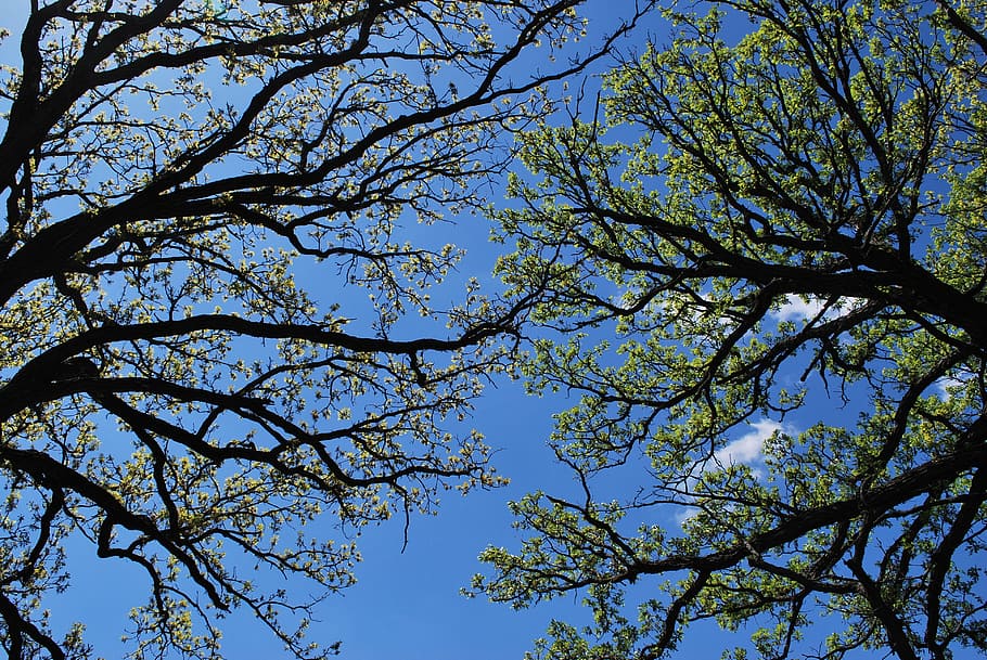spring, oak, canopy, oak tree, nature, tree branches, sky, plant HD wallpaper