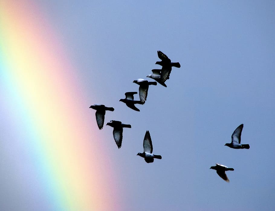 flock of birds flying near rainbow, pigeons, screen, after the storm