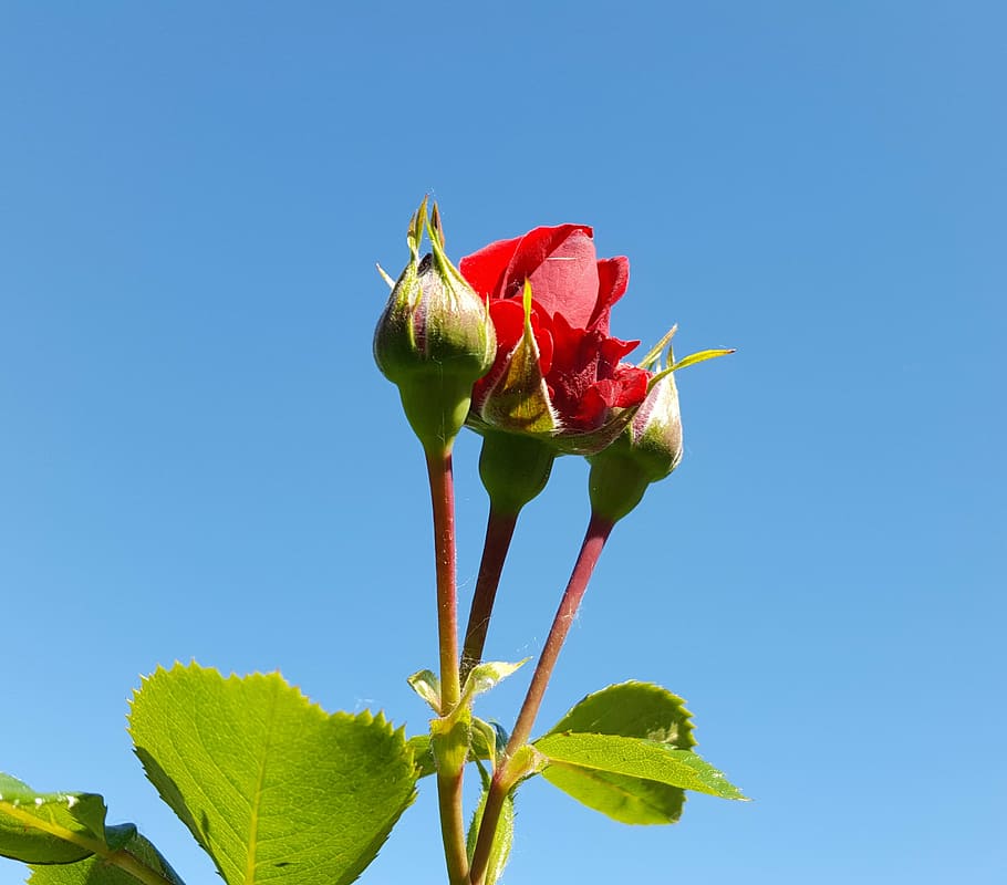 the sky, summer, rose, nature, flower, plant, petal, red, flower Head HD wallpaper