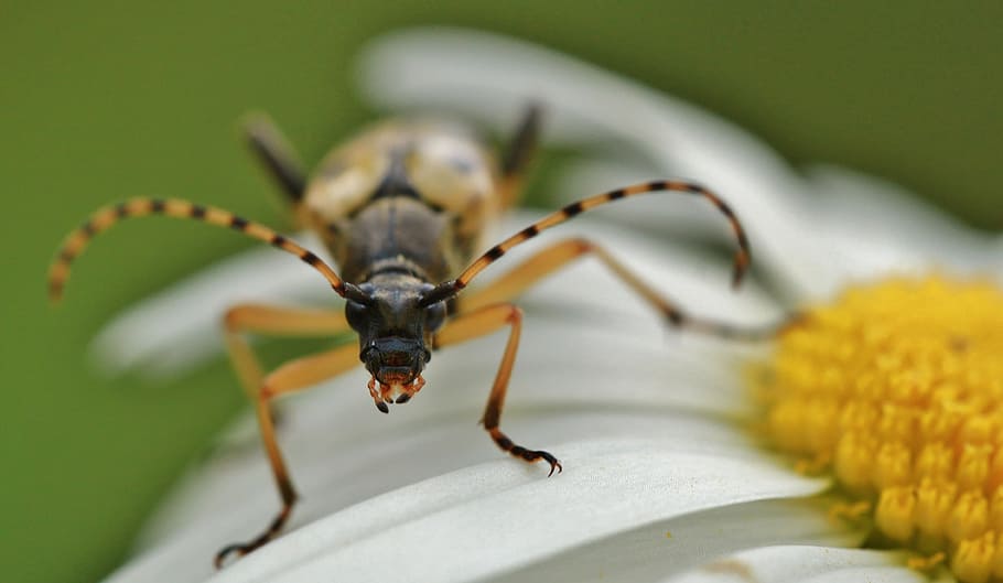 Beetle, Macro, Insect, beetle macro, insect macro, crawl, leaf HD wallpaper