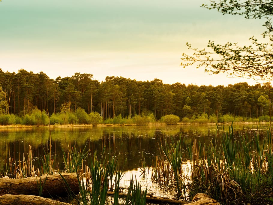 nature, swamp, marsh, river, reflection, forest, trees, grass HD wallpaper