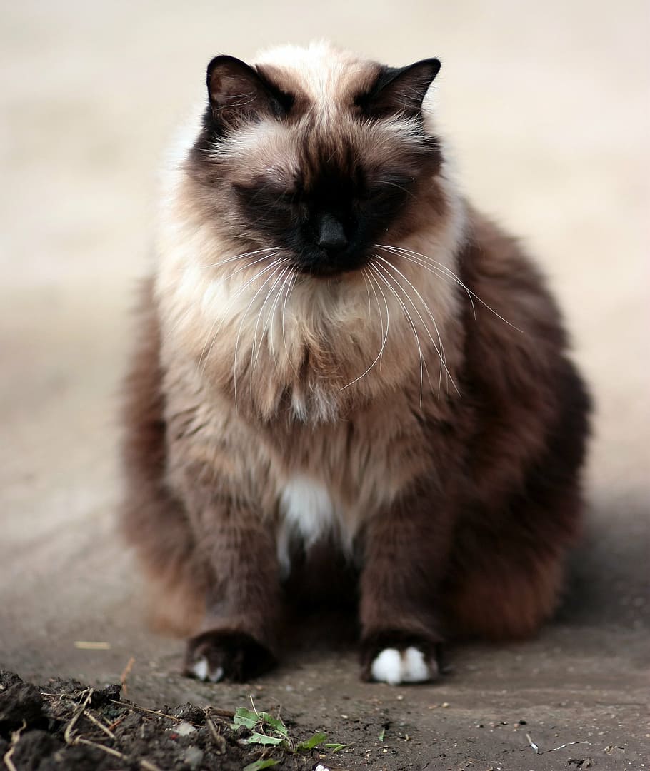 cat, siamese, fat, gray, animal, pets, domestic Cat, cute, mammal HD wallpaper