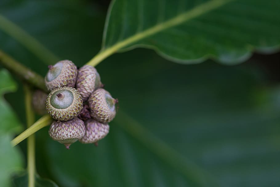 acorn, affix, makro, nature, leaf, close-up, plant, green Color HD wallpaper
