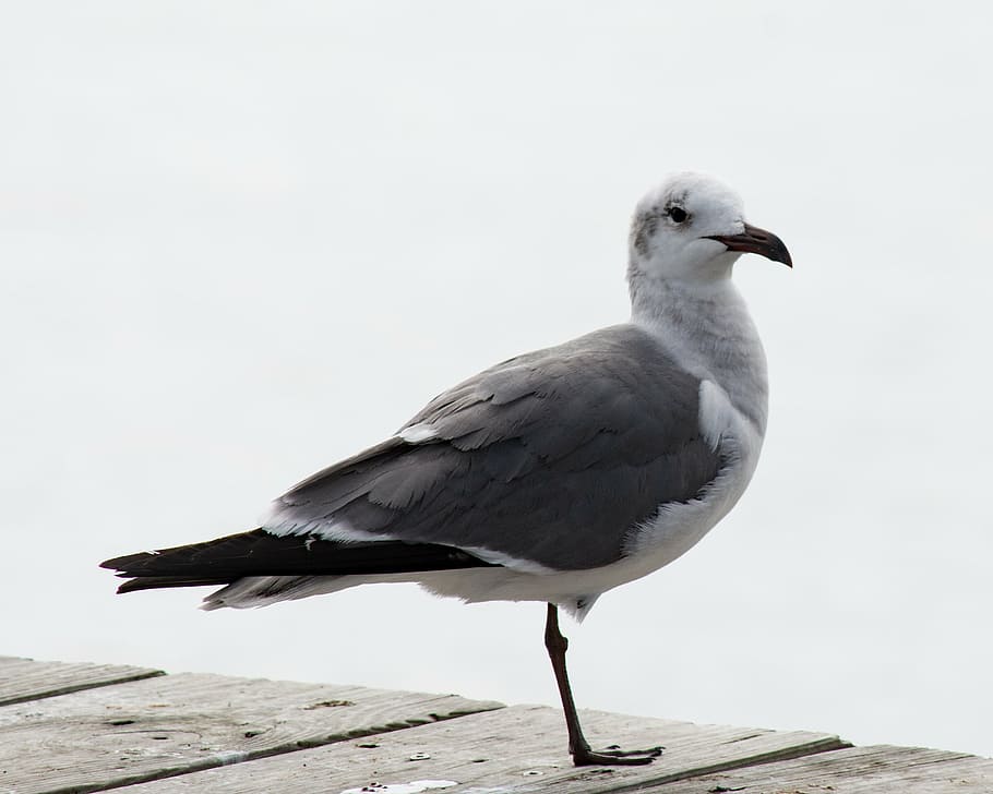 seagull, bird, white, pier, wildlife, feather, one leg, palacios HD wallpaper