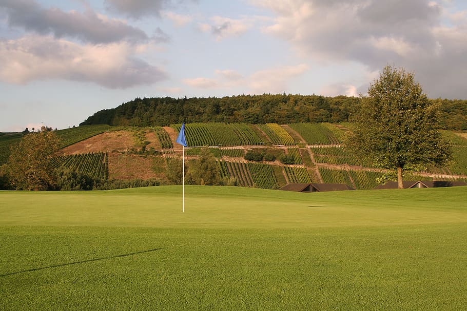 golf, rush, green, flag, hole, golf club, putting, trier, vineyards, HD wallpaper