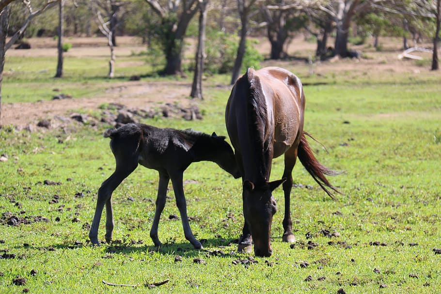 horse, mare, foal, animal themes, mammal, plant, field, domestic animals HD wallpaper