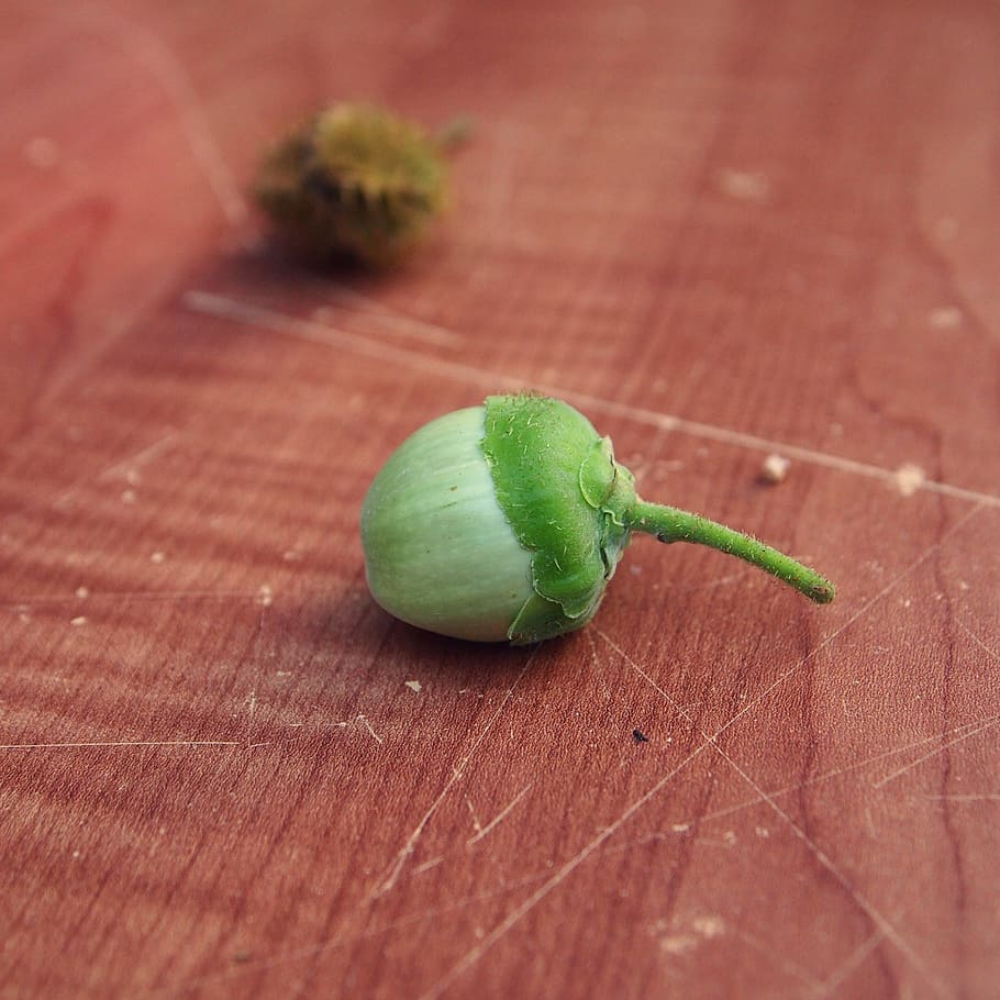 hazelnut, immature, green, table, fruit, garden, nature, green color HD wallpaper