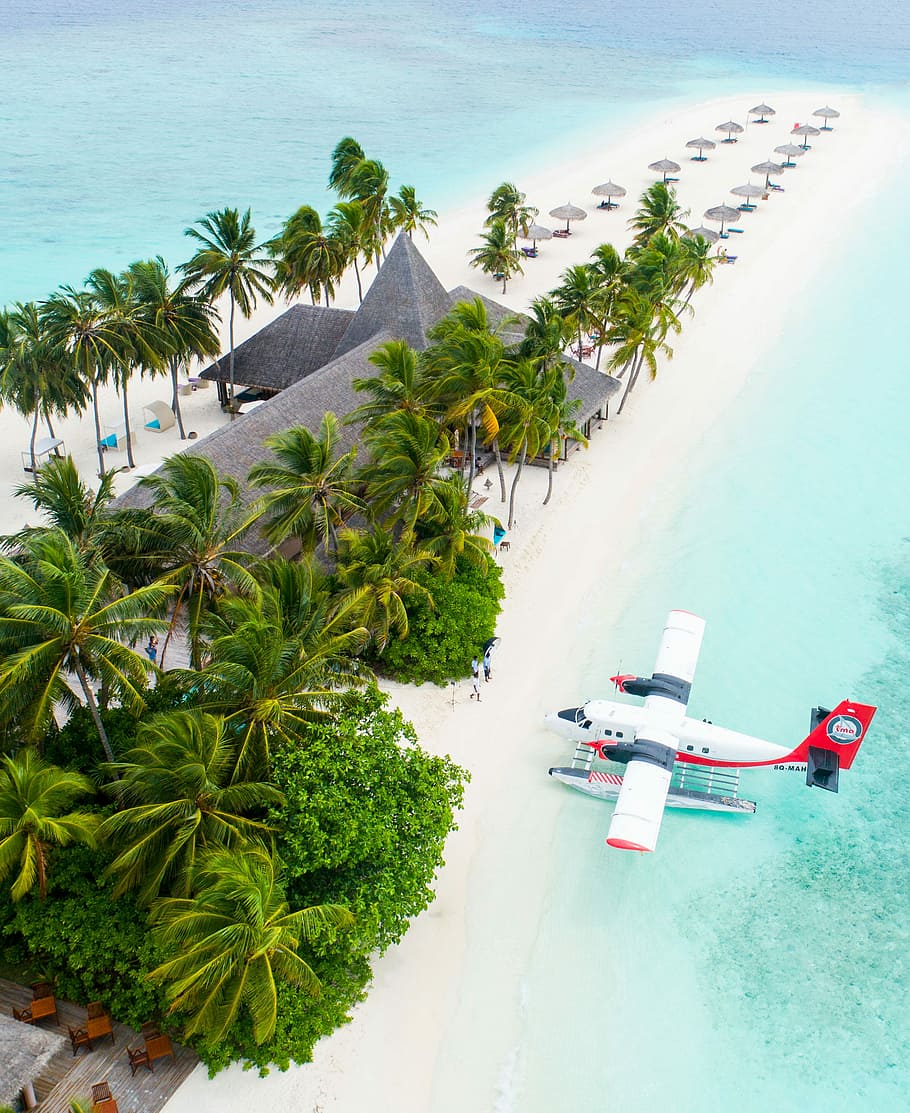 plane parked beside the trees on seashore, white airplane flying above body of water near coconut trees