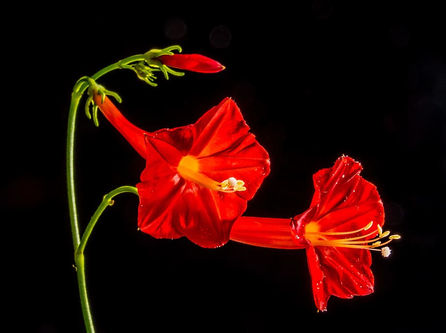 small flower, red, ranke, close, flowering plant, petal, black background HD wallpaper
