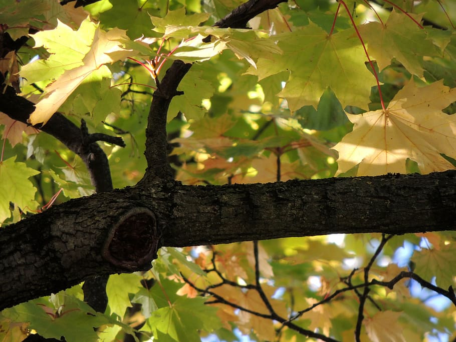 maple leaves, branch, autumn, tree, yellow, green, plant part HD wallpaper
