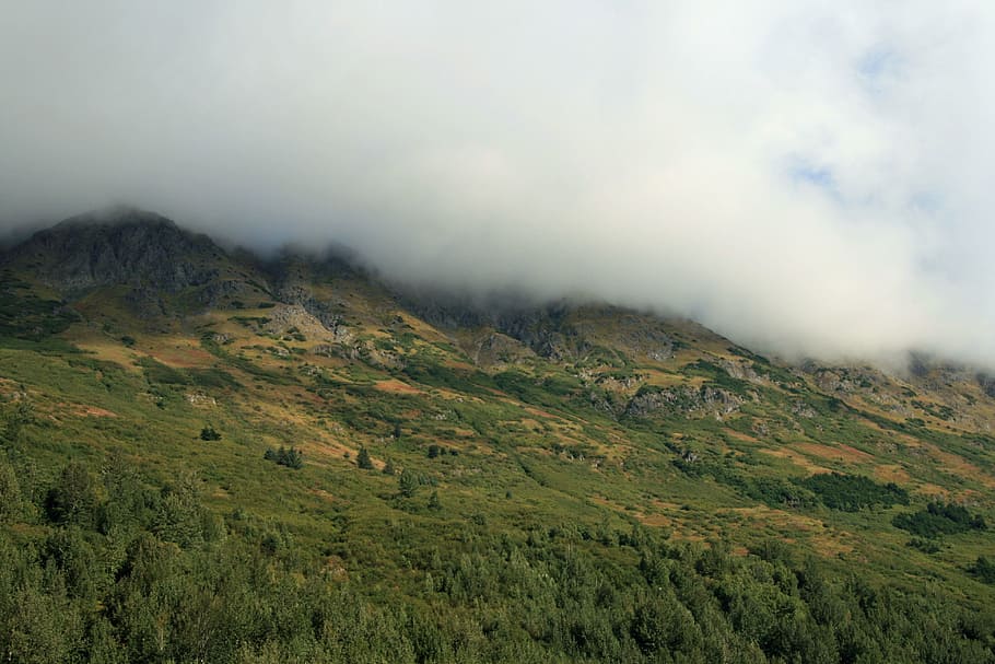 Alaska, Wilderness, Forest, Trees, leaves, mountain, cloud HD wallpaper
