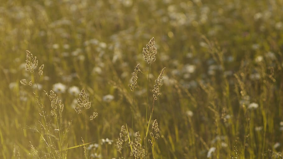 field, nature, grass, shoots, summer, haymaking, sun, background HD wallpaper