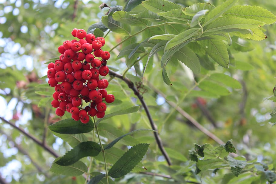 rowan, tree, plant, nature, rowan berries, red, branch, food and drink HD wallpaper