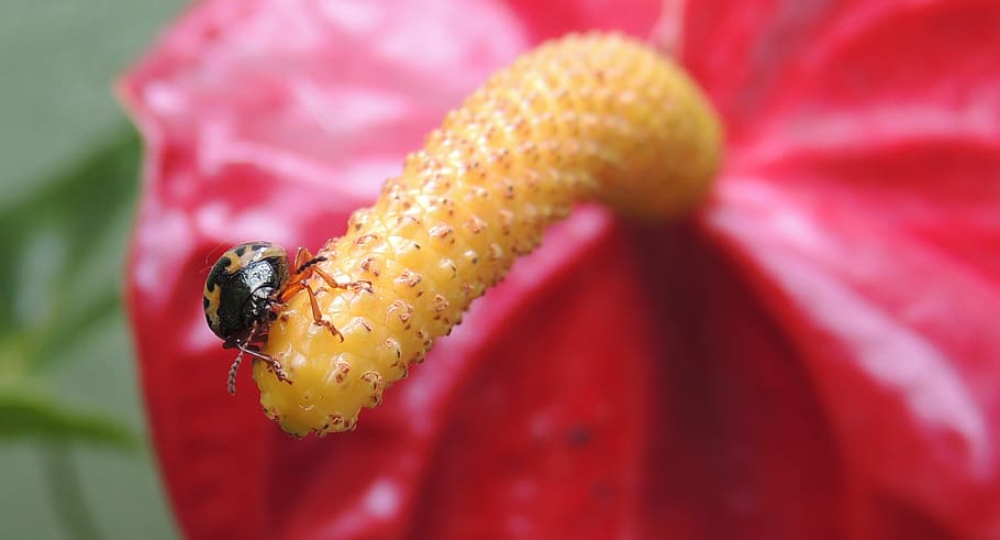 macro, ladybug, beetle, insects, quindio, close-up, animal themes HD wallpaper