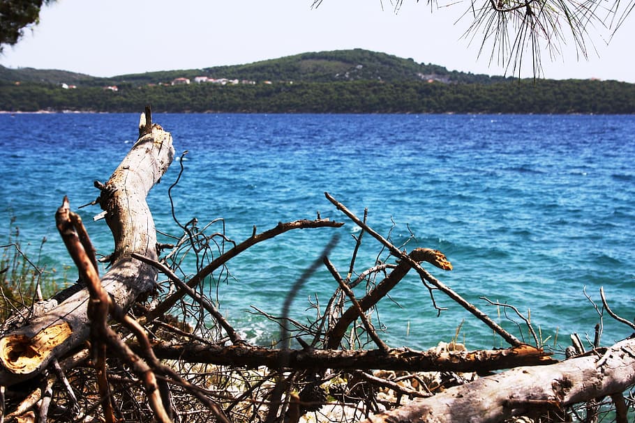 croatia, sea, drift wood, trogir, water, nature, tree, sky, HD wallpaper
