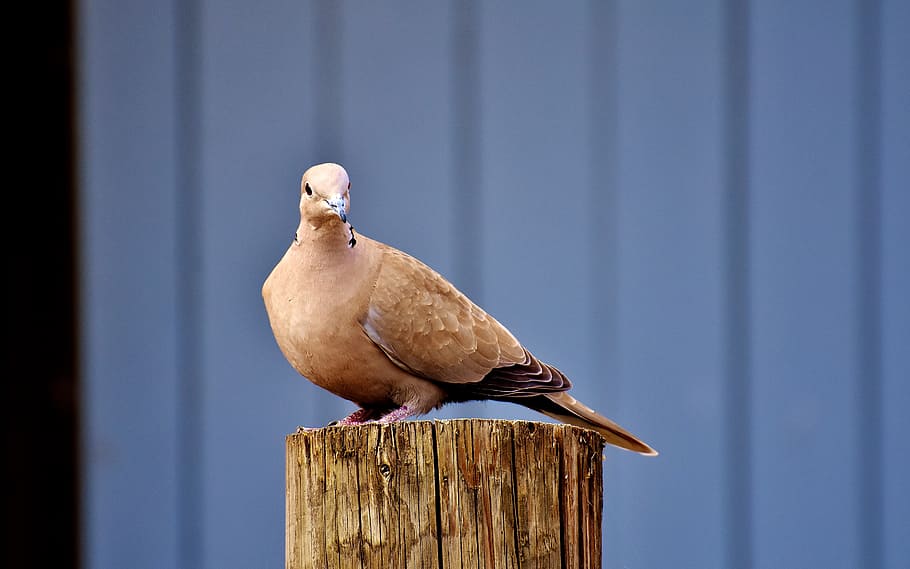 collared, bird, plumage, dove, nature, animal, animal world HD wallpaper