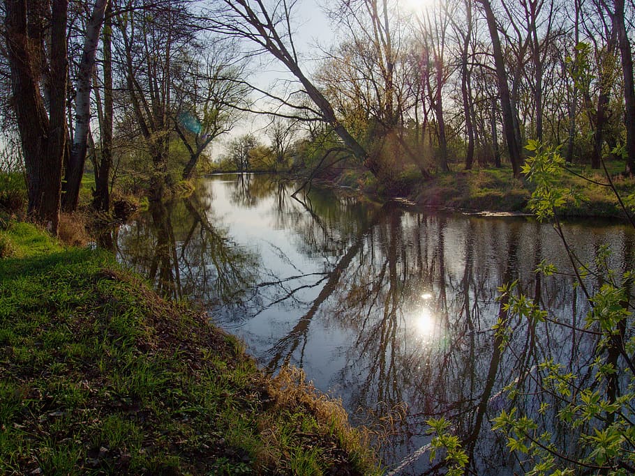 river, water-level, trees, reflection, tranquility, plant, lake HD wallpaper