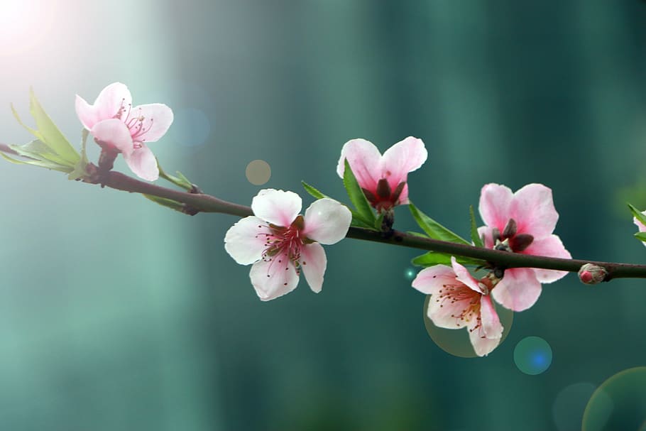 selective focus photography of pink petaled flower, spring, peach blossom, HD wallpaper