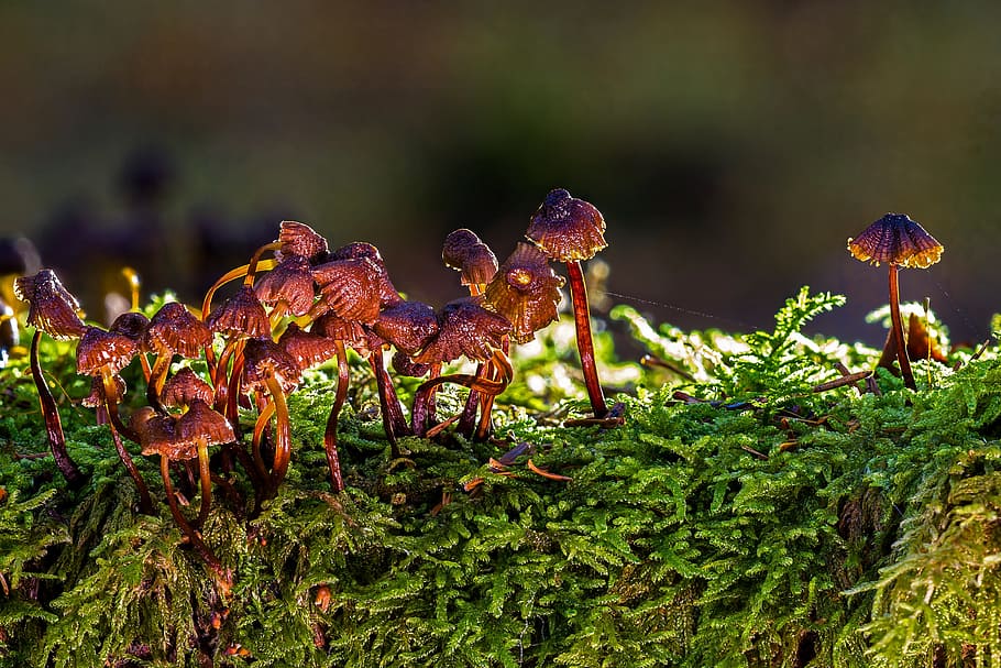 shallow focus photo of brown mushrooms, mushroom group, old mushrooms, HD wallpaper