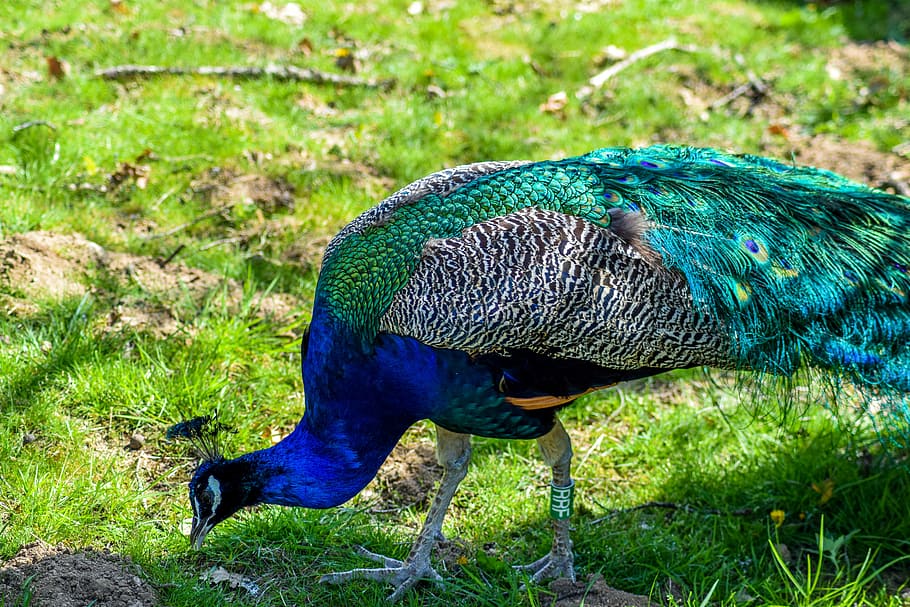 HD wallpaper: blue and green peacock eating grass during daytime, Zoo ...