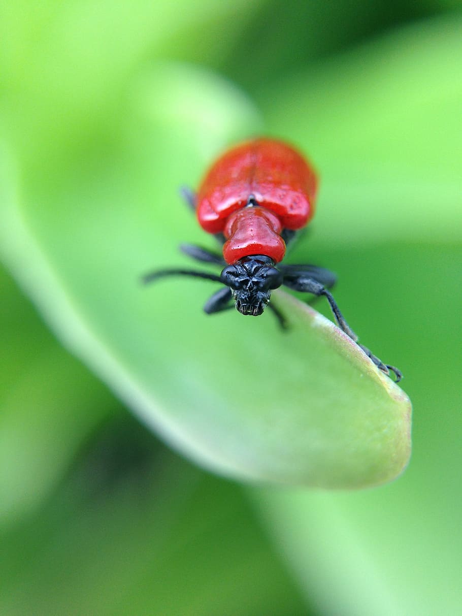insect, leaf, nature, macro, close-up, animals in the wild HD wallpaper