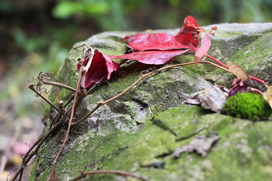 leaf, leaves, branches, rock, nature, outdoors, outside, green HD wallpaper