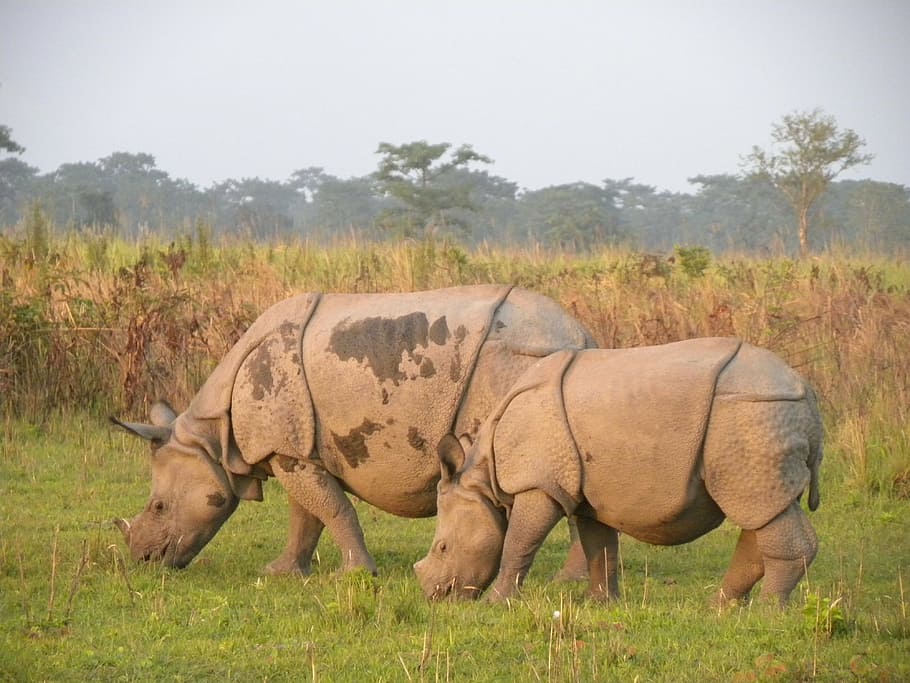 HD wallpaper: manas rhino, manas national park, assam, india, animal themes  | Wallpaper Flare