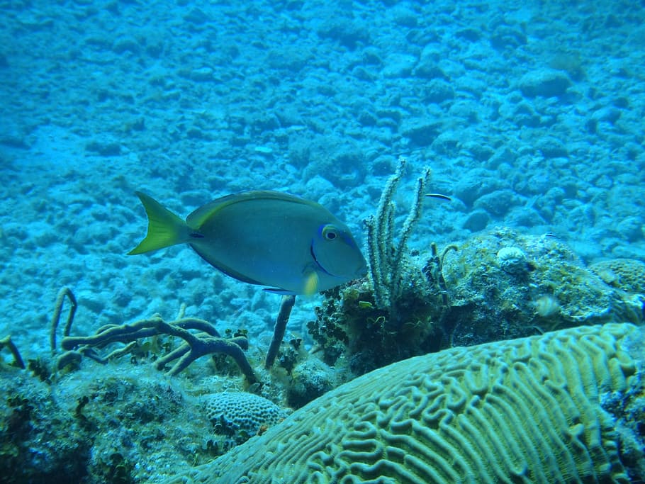 seabed, cuba, fish, underwater, undersea, sea life, swimming, HD wallpaper