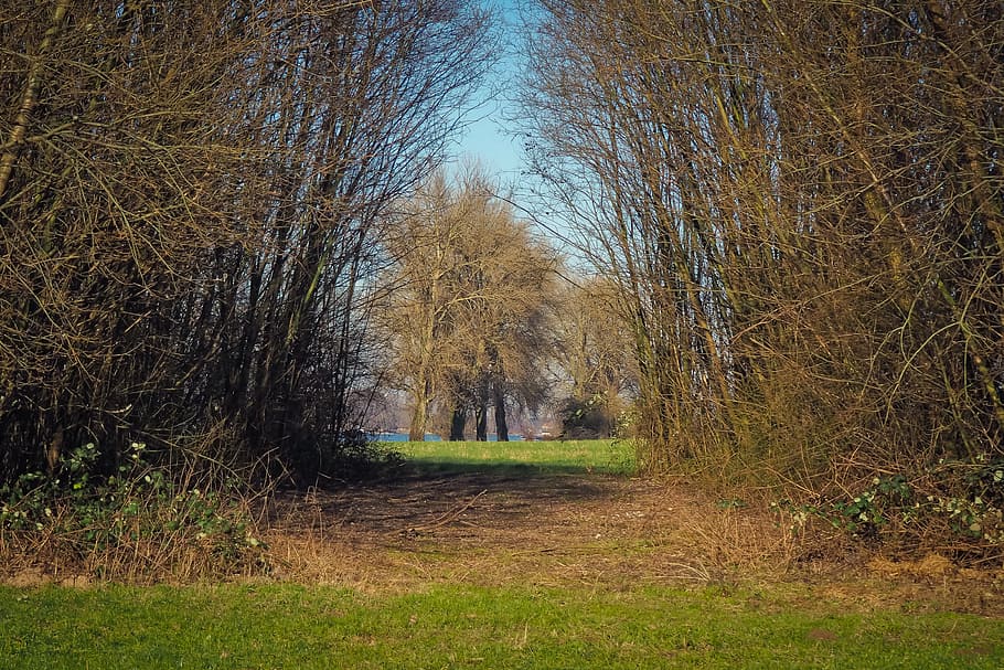 trees, nature, landscape, grass, wood, meadow, rural, sky, spring HD wallpaper