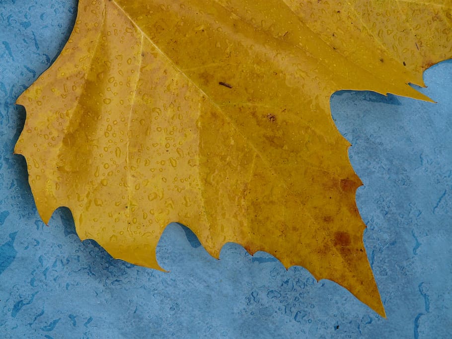 maple leaf, edge, jagged, yellow, macro, close, fall color HD wallpaper