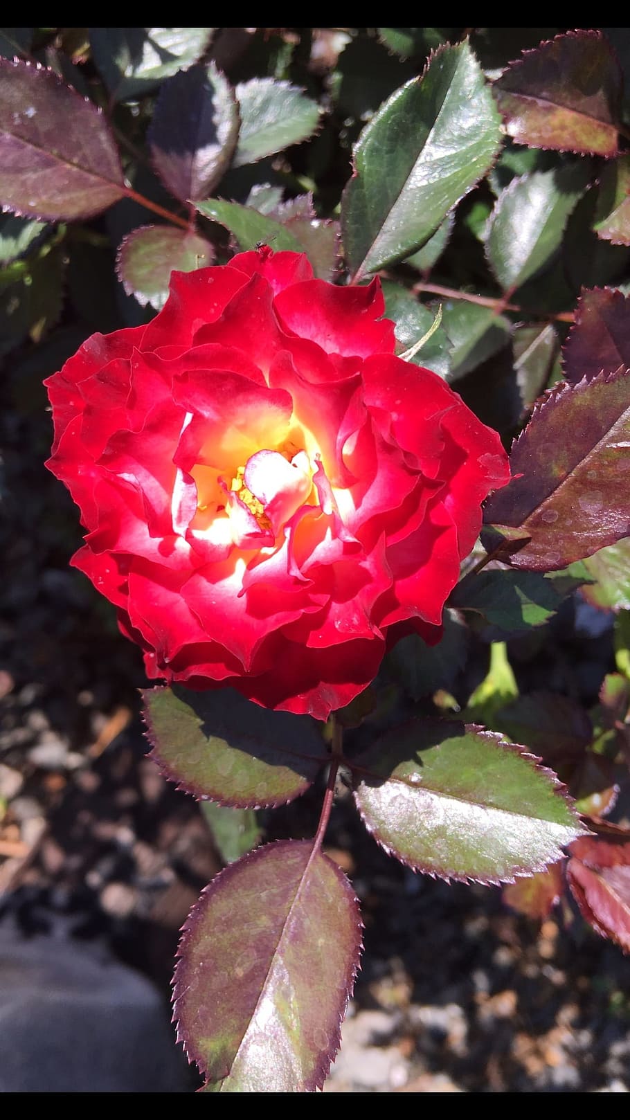 rosa, garden, spring, plant, growth, beauty in nature, flowering plant HD wallpaper