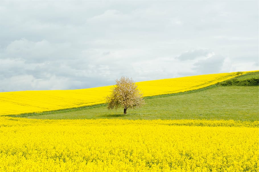 yellow flower field under gray sky, bare, tree, dandelions HD wallpaper