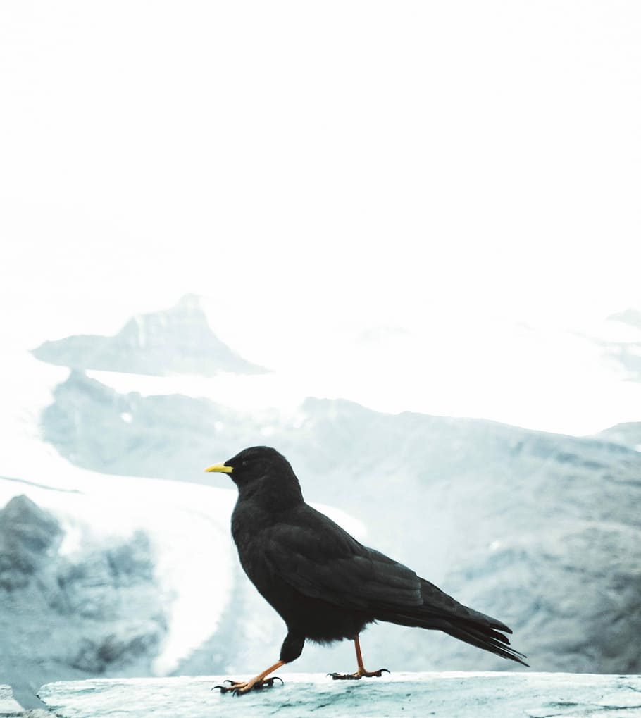 close up photography of crow, black bird on top concrete surface HD wallpaper