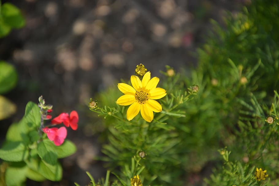 Flowers, Yellow, Nature, Spring, yellow was, petals, garden HD wallpaper
