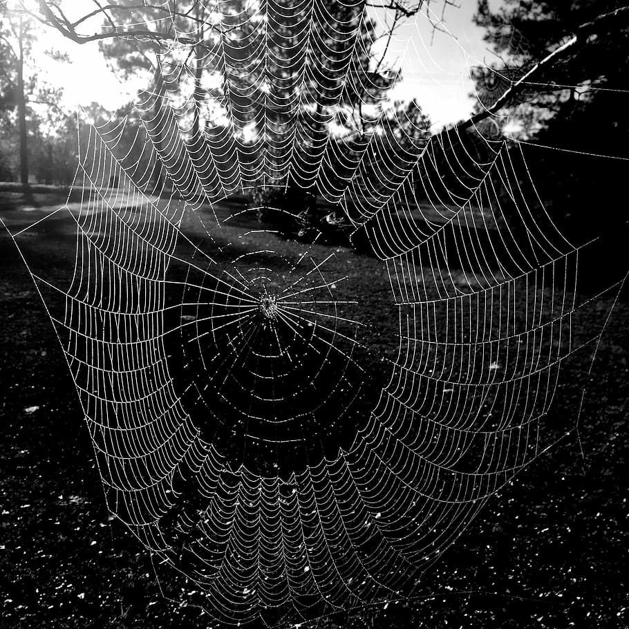 Spider Web, Web, Spider, Arachnid, Insect, halloween, nature HD wallpaper