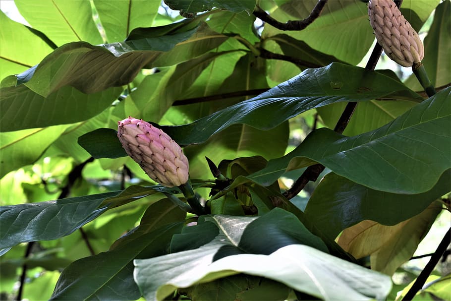 tree, flower, plant, branch, leaf, plant part, growth, freshness HD wallpaper