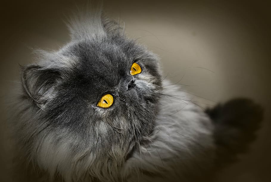 close-up photo of gray Himalayan cat, persian cat, feline, look