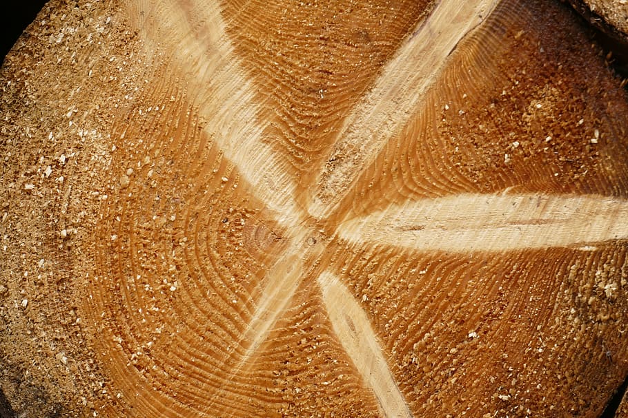 tree grates, annual rings, structure, wood, grain, backgrounds HD wallpaper