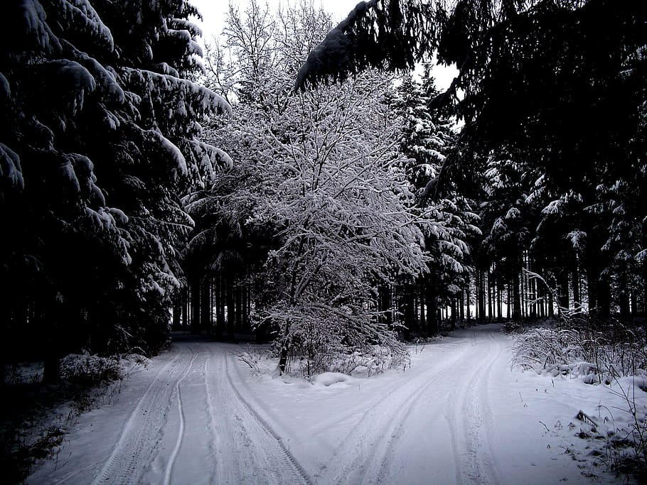 winter, winter forest, snow, wintry, cold, trees, nature, winter trees HD wallpaper