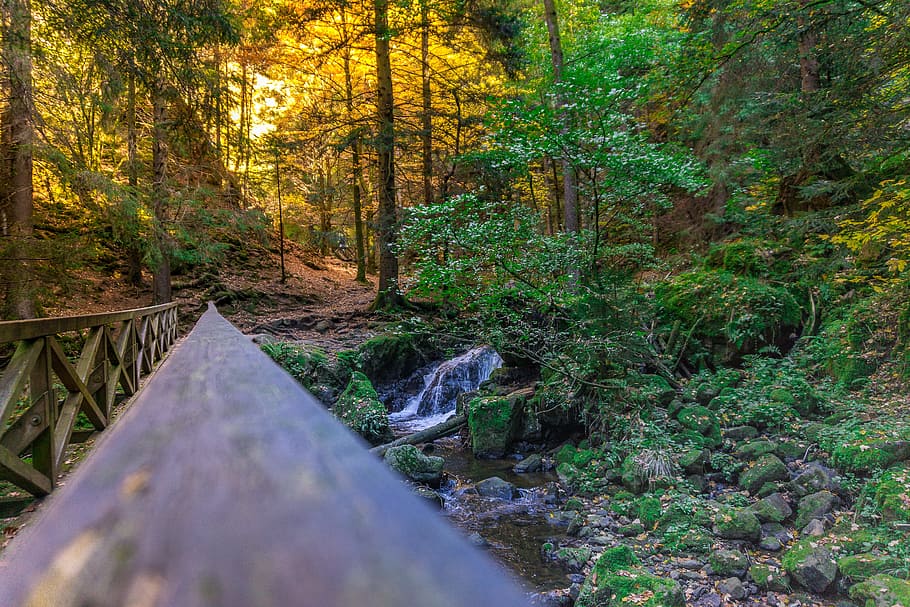forest, gorge, web, nature, rock, landscape, dangerous, mystical HD wallpaper