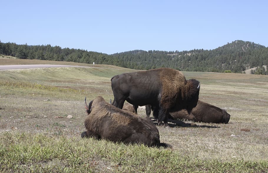 bison, prairie, wild, nature, usa, animal, animal themes, mammal HD wallpaper