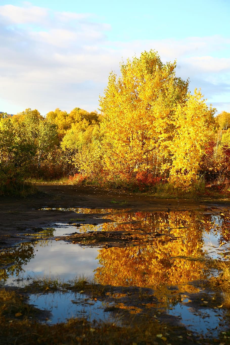 autumn, forest, lake, reflection, autumn forest, golden autumn HD wallpaper
